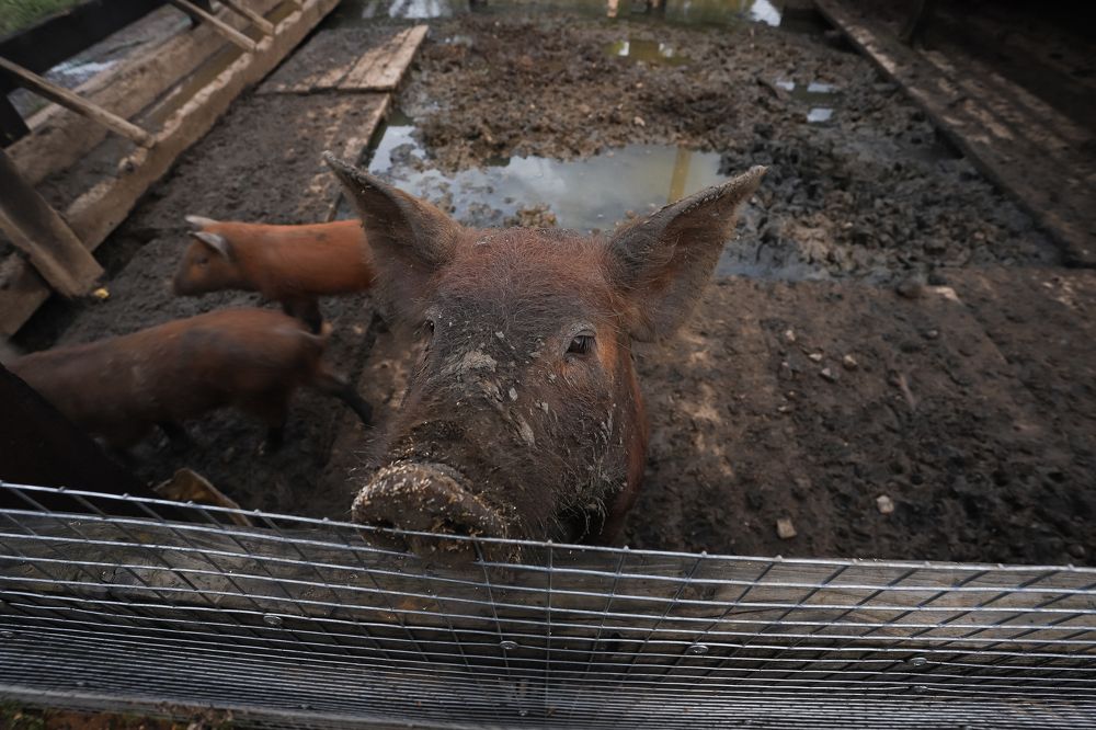 Photograph by Алина Ломилова