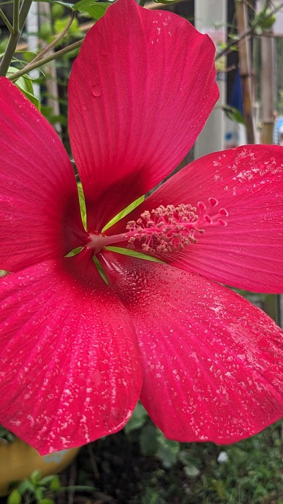 This gorgeous colour...