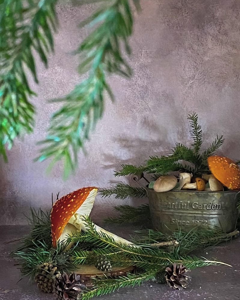 За грибами в зимний лес