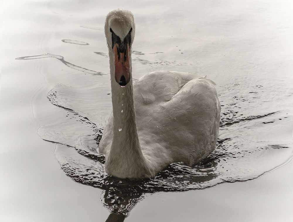 Photograph by Светлана Мельник