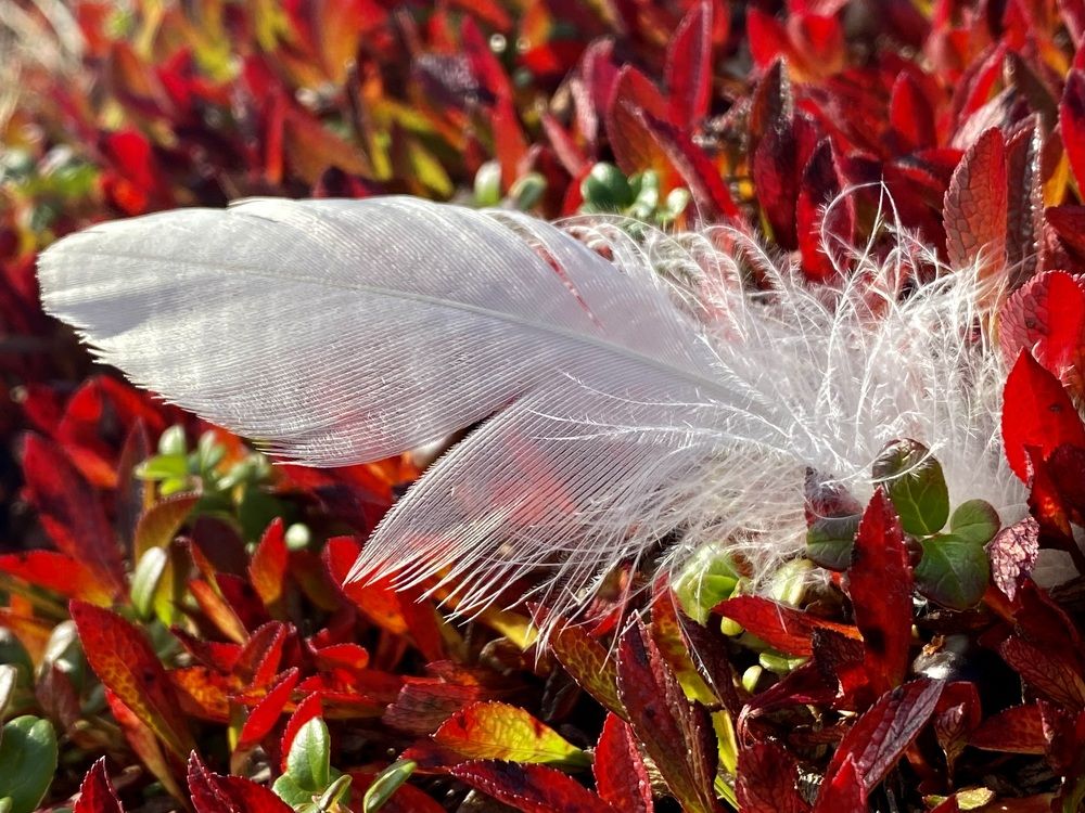 Photograph by Ирина Коваль