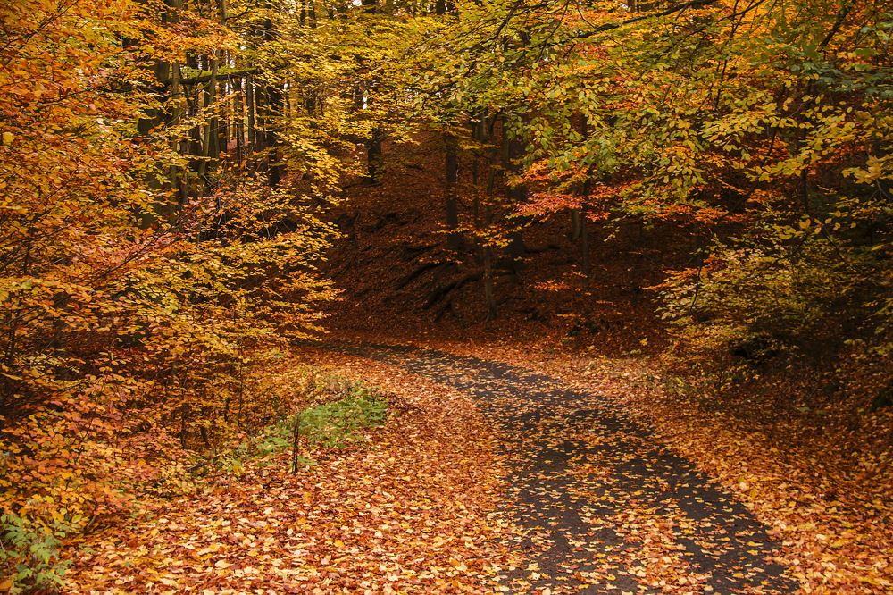 Photograph by Ольга Золототрубова