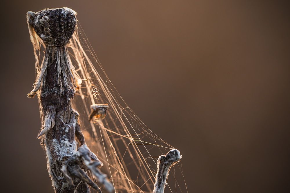 Photograph by Ольга Золототрубова