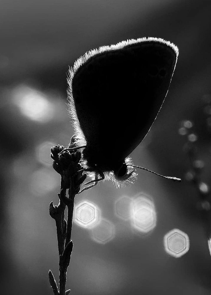 Photograph by Amin Ghaffarian