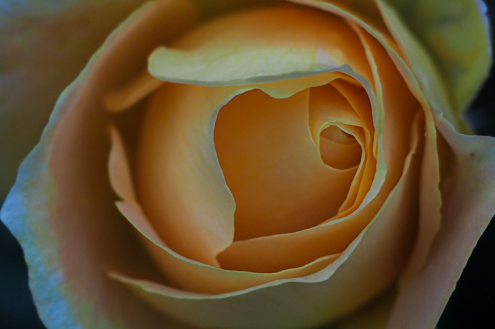 Photograph by Irina Ebral