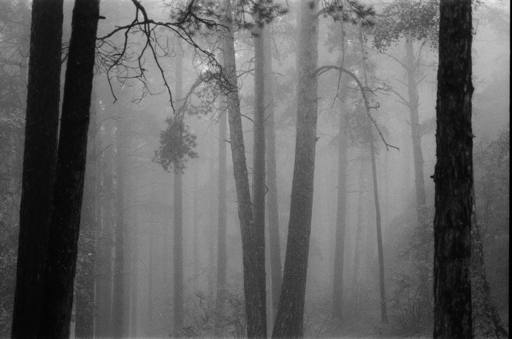 Photograph by Екатерина Немова