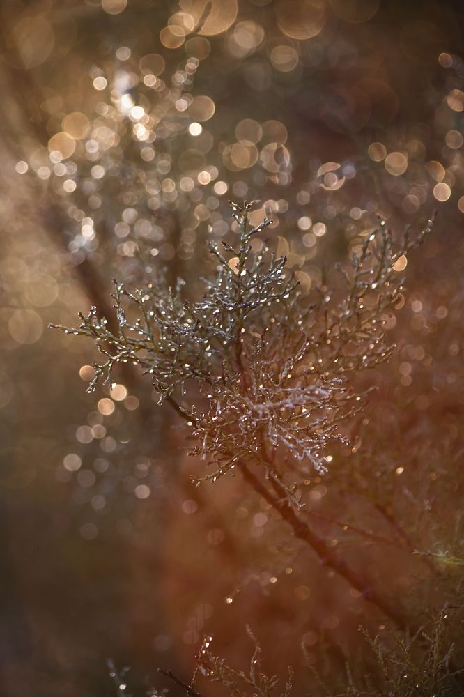 Photograph by Ольга Золототрубова