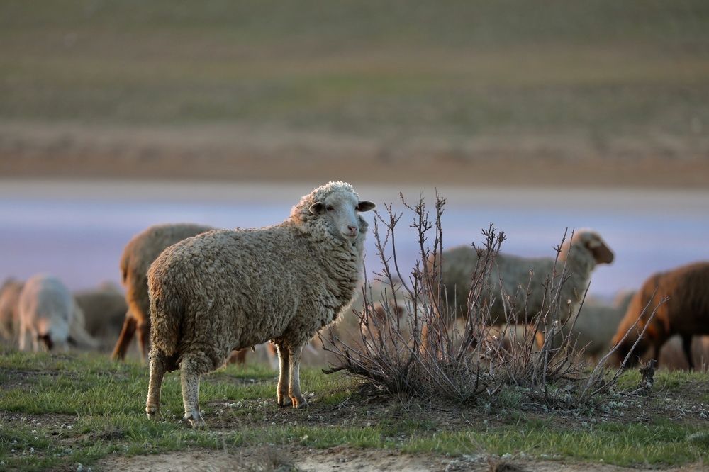 Photograph by Ольга Одаренко