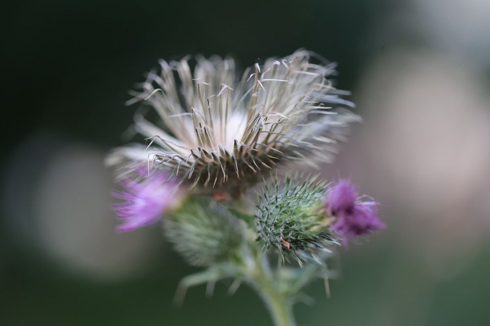 Photograph by Ольга Одаренко