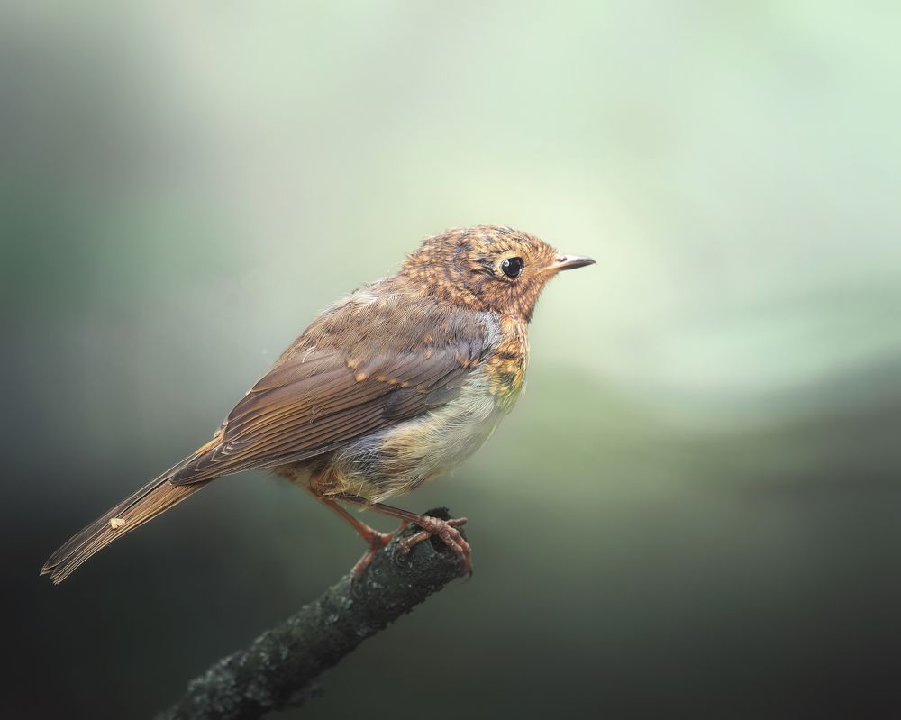 Photograph by Маргарита Смоленская