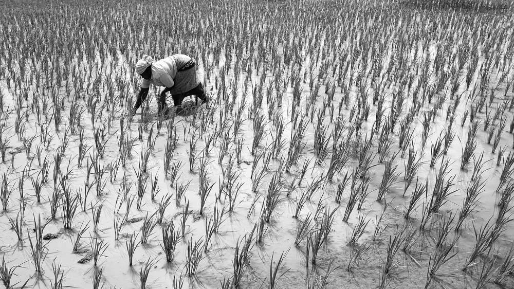 Photograph by Sam Johnraj