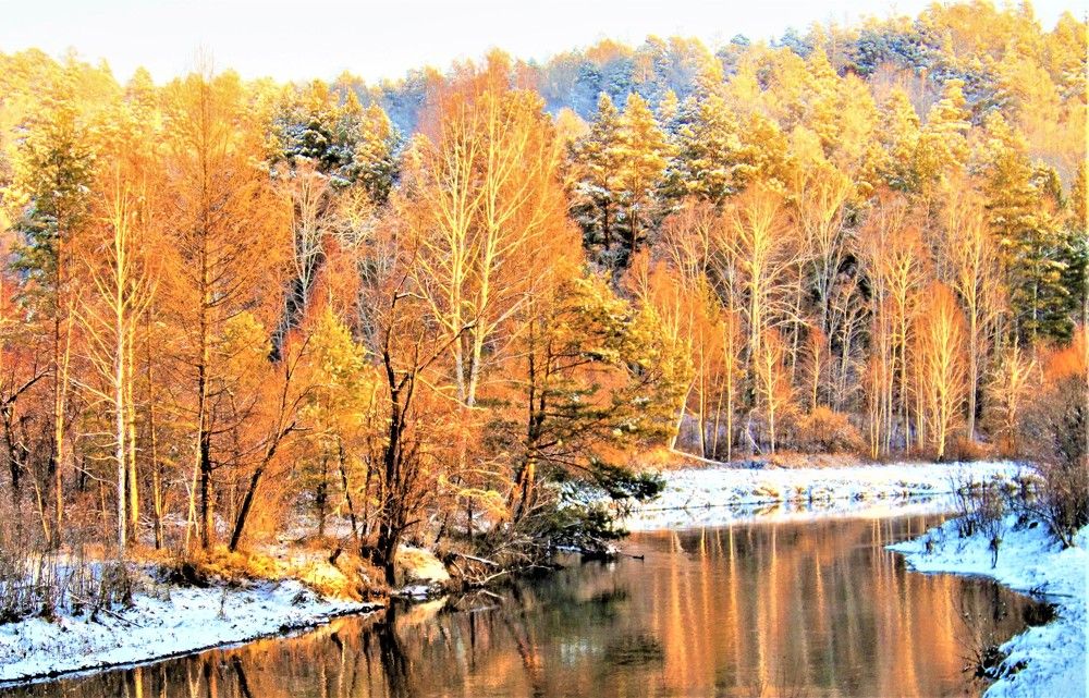 Золотые на белом