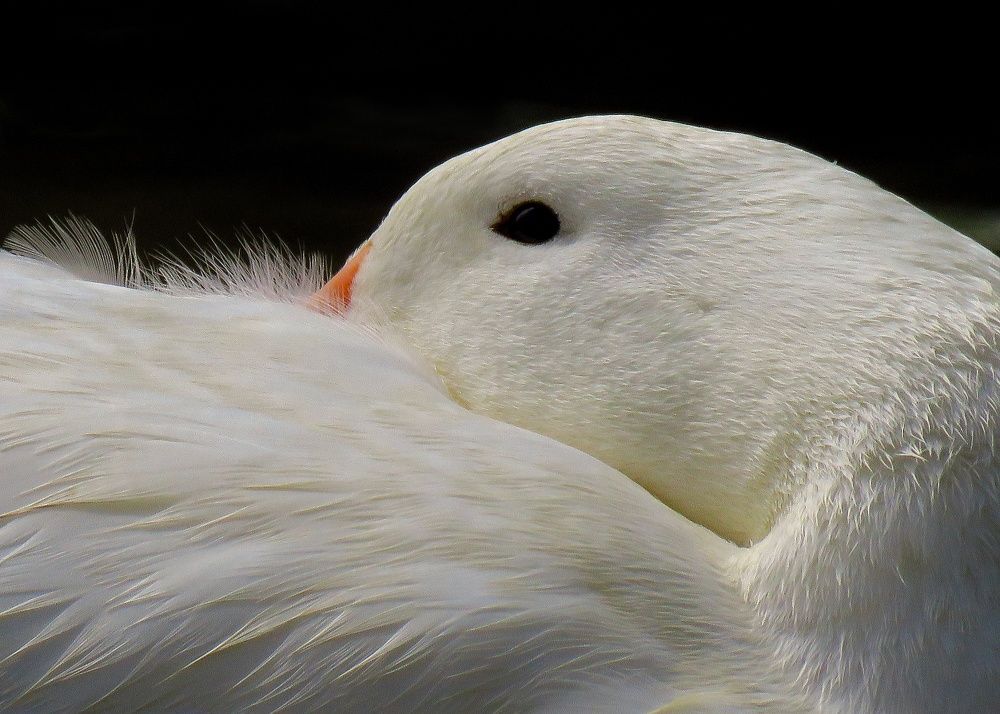 Photograph by Amin Ghaffarian