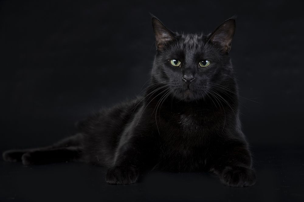 Кузя. Black Cat