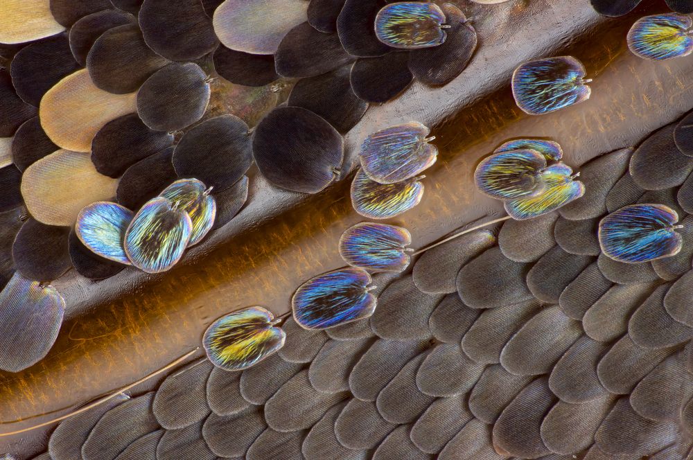 Butterfly wing scales Rusałka pawik (Nymphalis io)