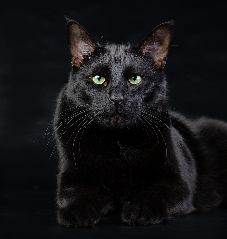 Кузя. Black Cat.
