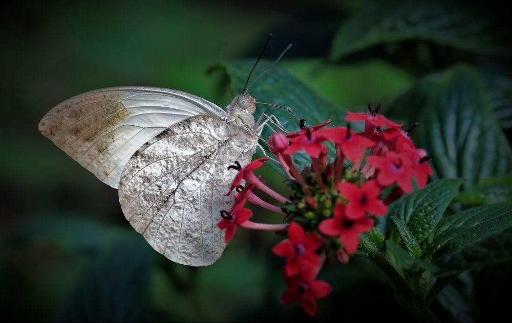 Photograph by Anja Kroes, Dutch