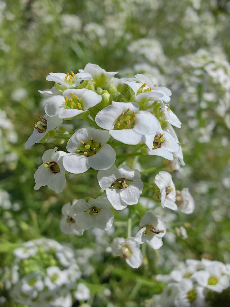 Photograph by Людмила Савчук