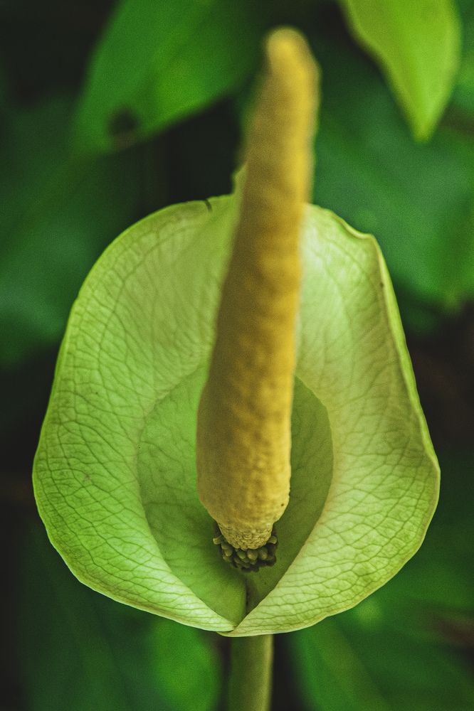 Photograph by Marcel AHONDO