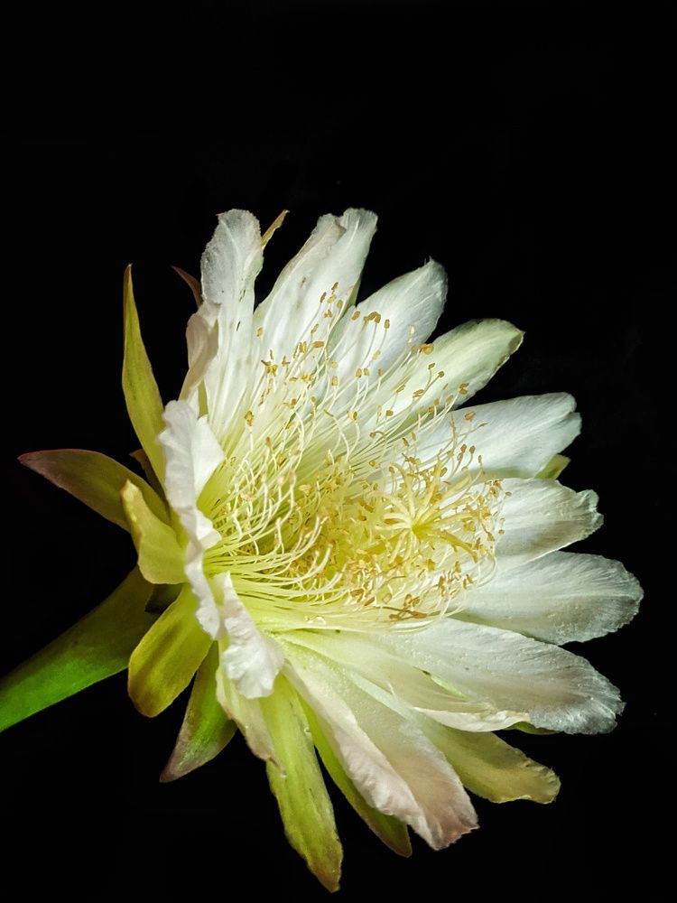 Cactus Flower in Bloom