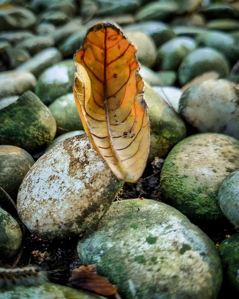 Photograph by Edi Hidayat