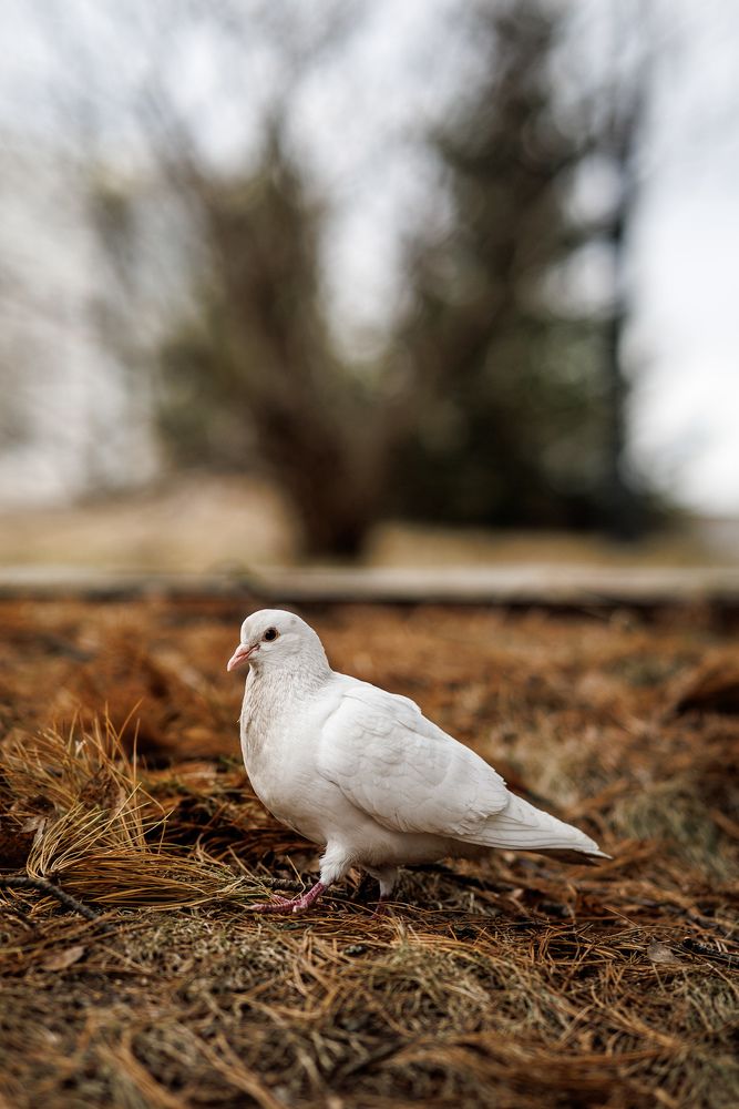 Photograph by Денис Григорьев