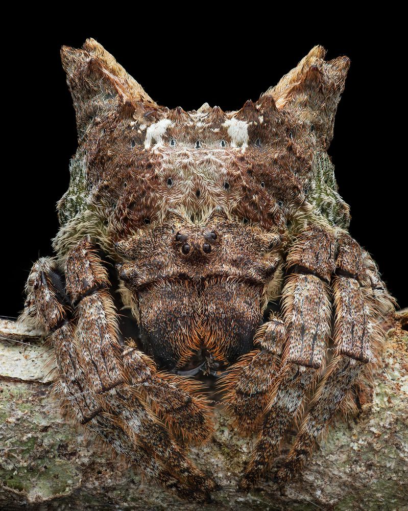 A Funny-looking Cartoon character