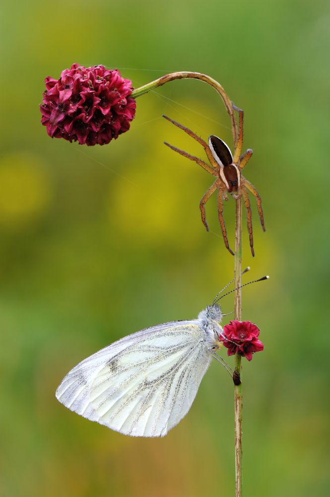 Кровохлебка.