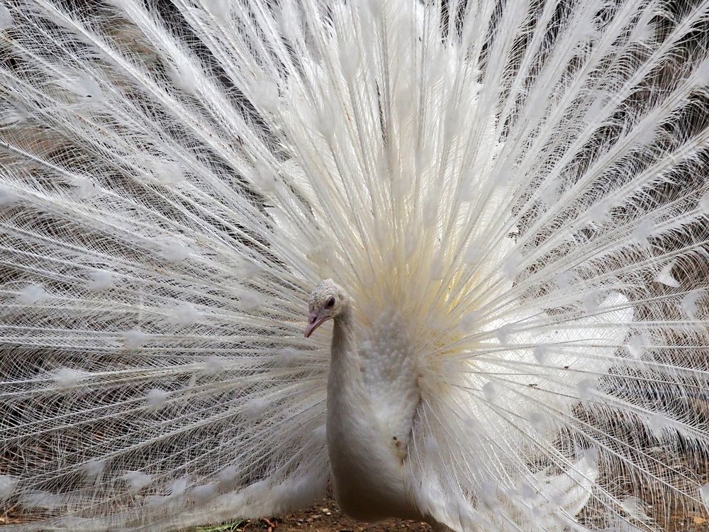 Photograph by Abdolreza Aleagha