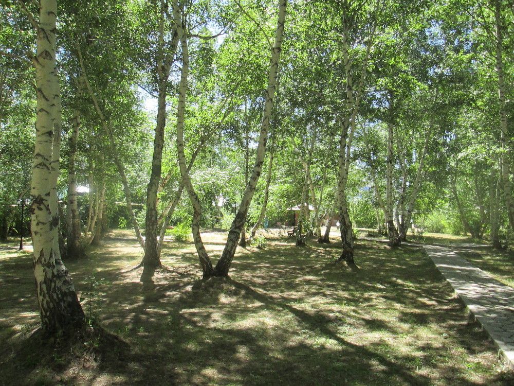 Березовая роща