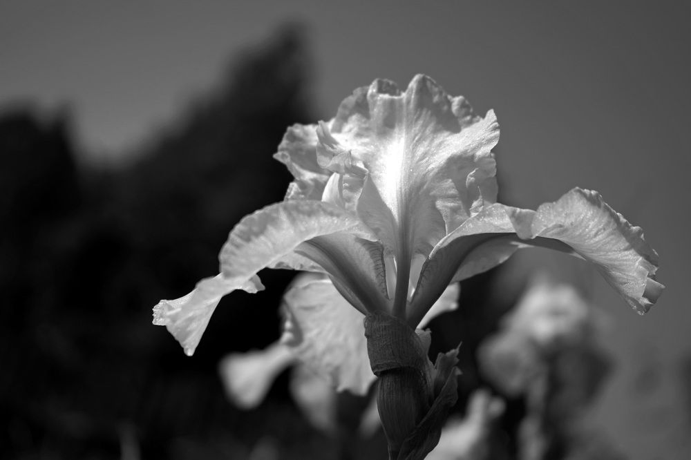 Photograph by Елена Копейкина