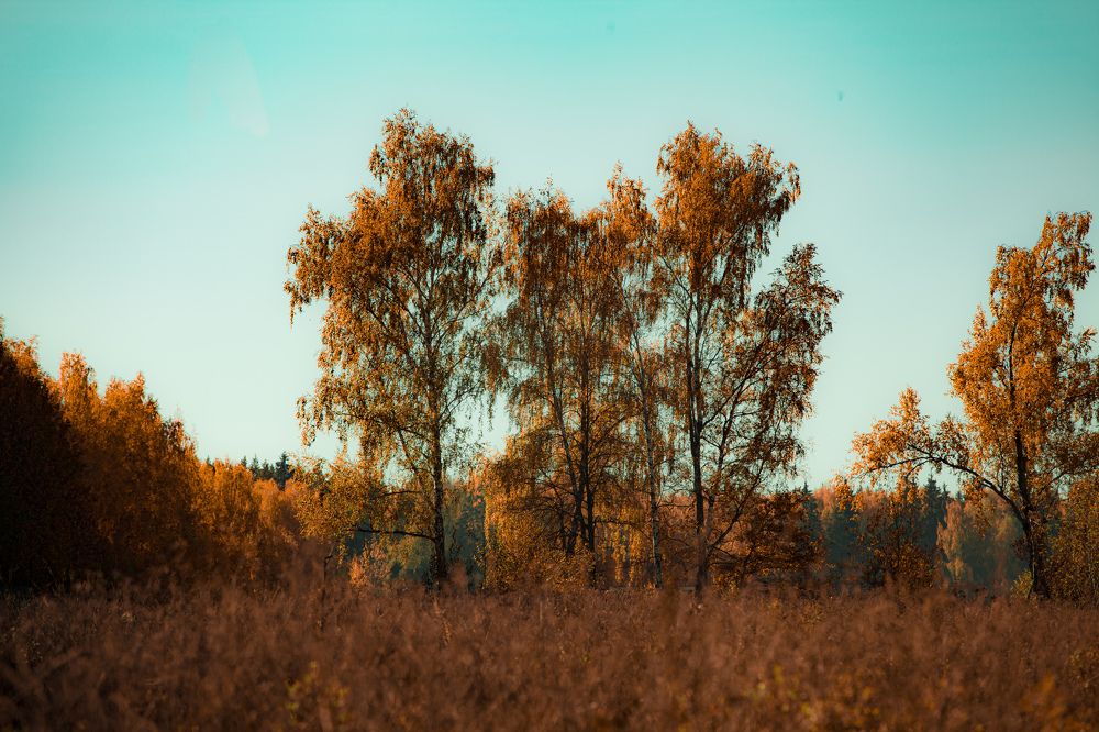 Photograph by Сергей ПЛАТОНОВ