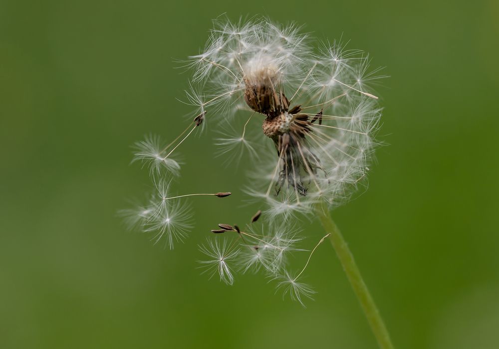 Фотография автора Andrey Pristyazhnyuk