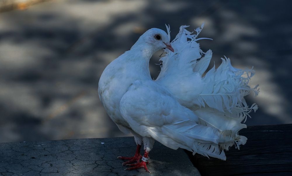 Photograph by Галина Бехметьева