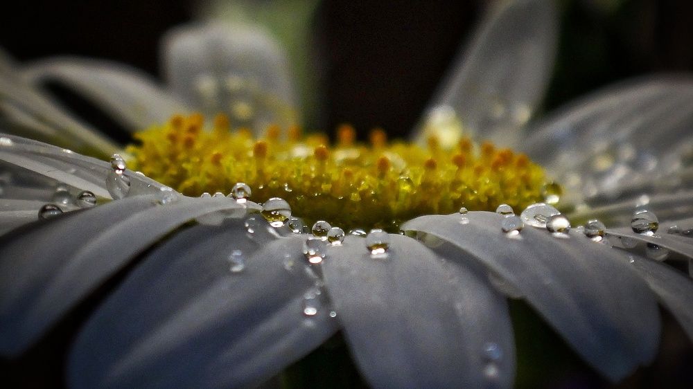 Photograph by Елена Силантьева