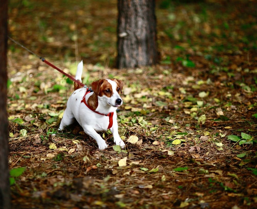 Фотография автора Nadezhda