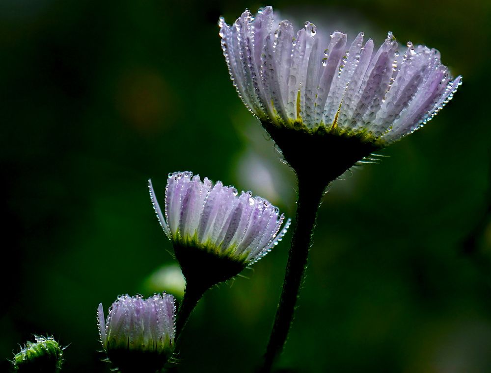 Photograph by Наталья Соколова