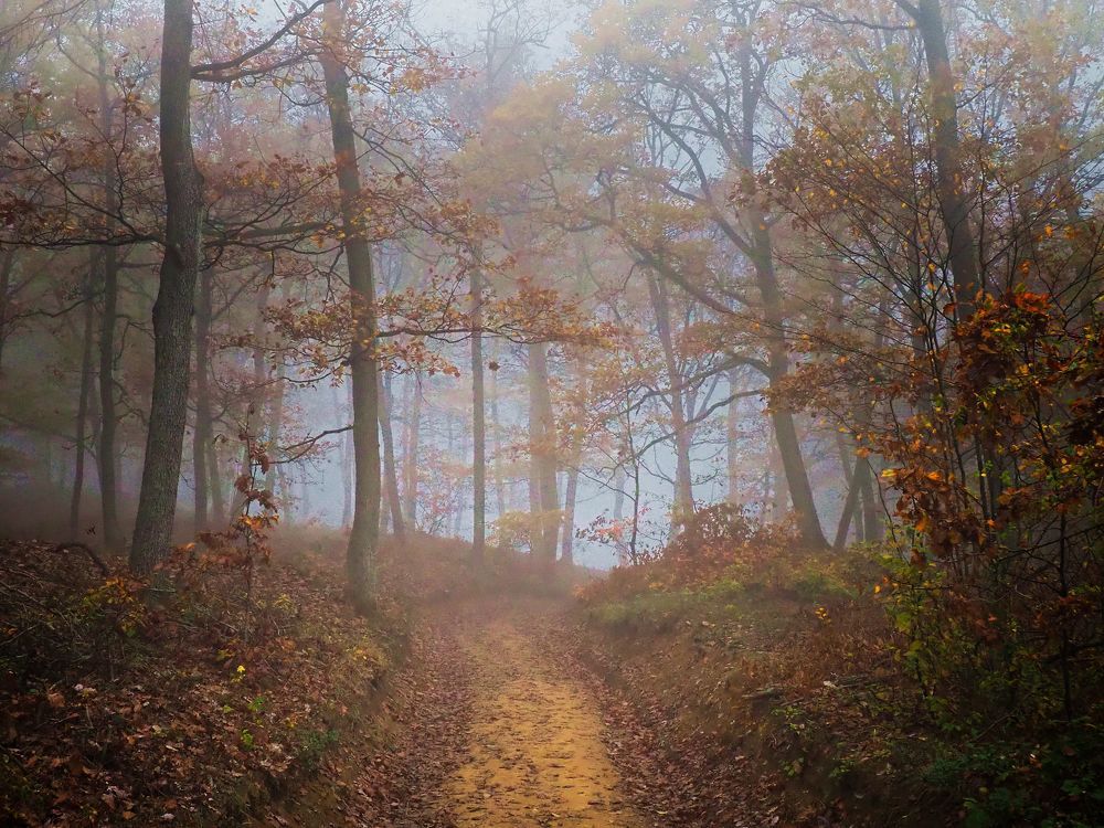 Photograph by Adrian Eperjessy