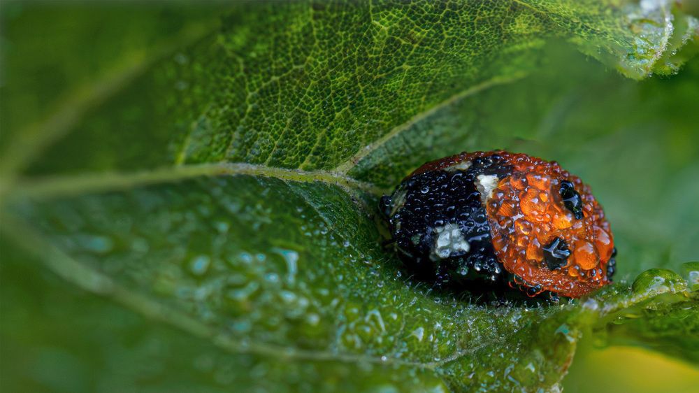 Photograph by Мичурин Андрей