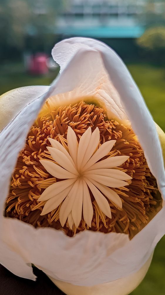 Photograph by Tanmay Mondal