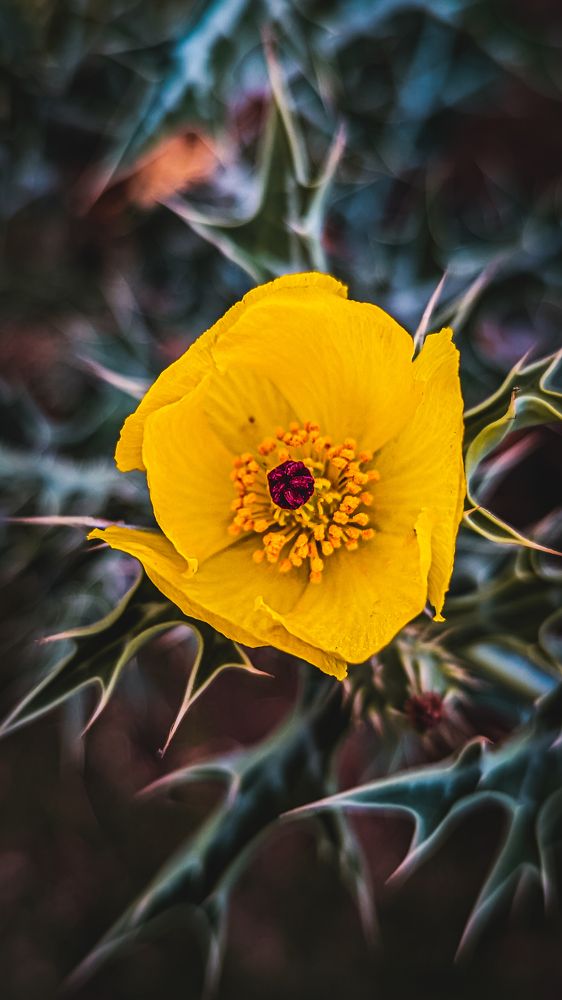 Photograph by Tanmay Mondal