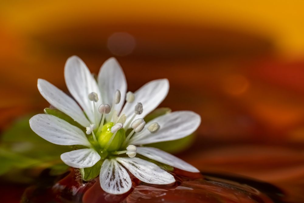 Photograph by Николай Фонарёв