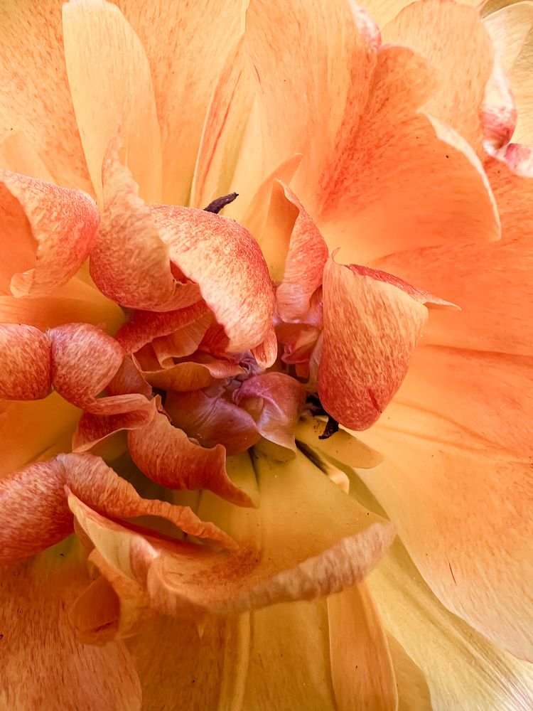 Photograph by Vialeta