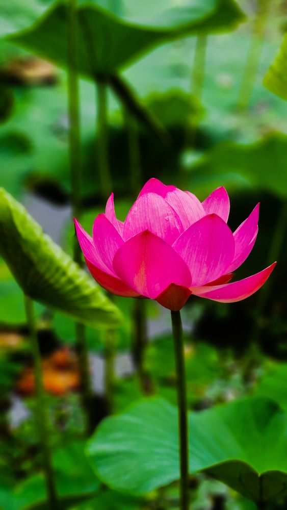 Photograph by Speed Girl