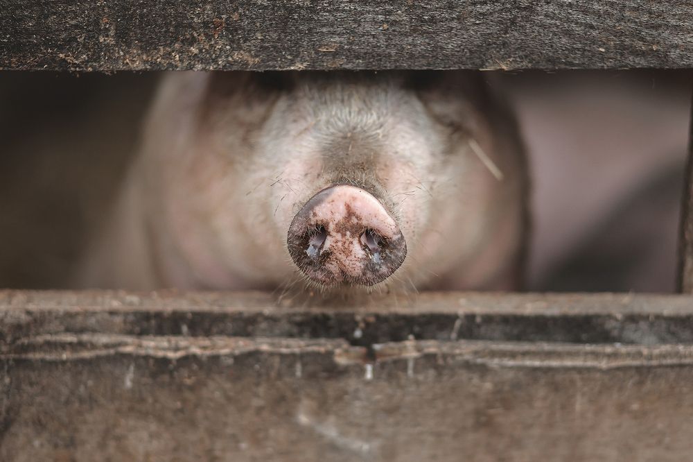 Photograph by Ivan Osipov