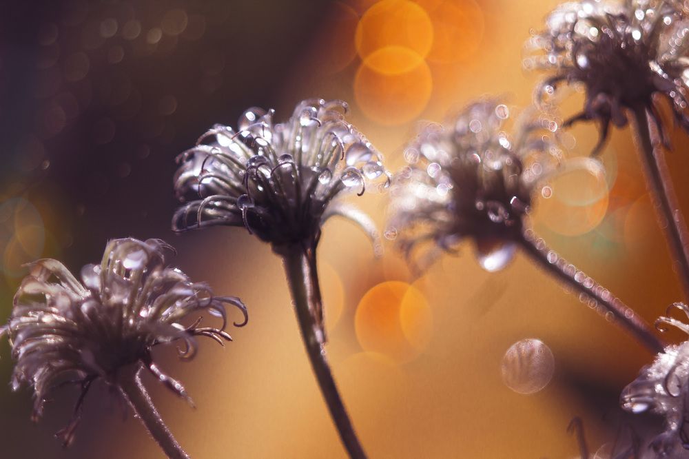 Photograph by Зимина Лионелла