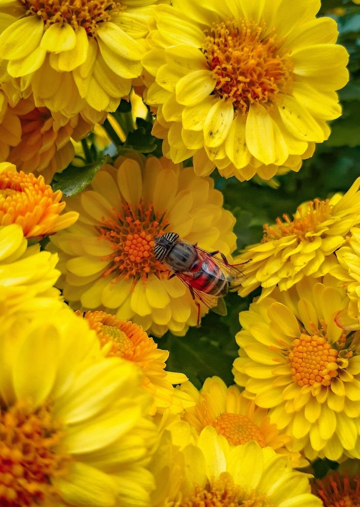 Photograph by Farshad Yazdankhah