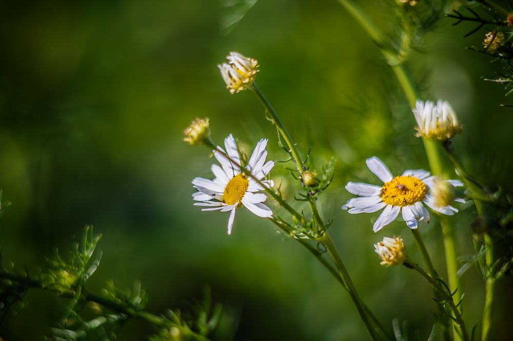 Photograph by Алексей Трифонов