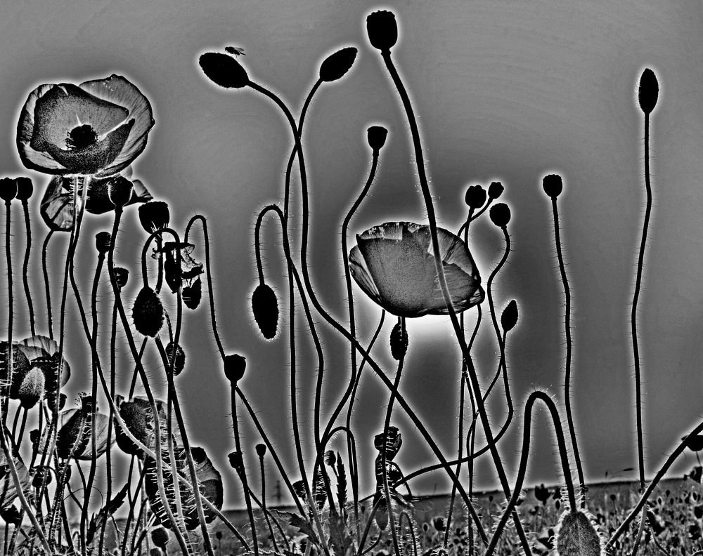 Photograph by Сергей Христинич