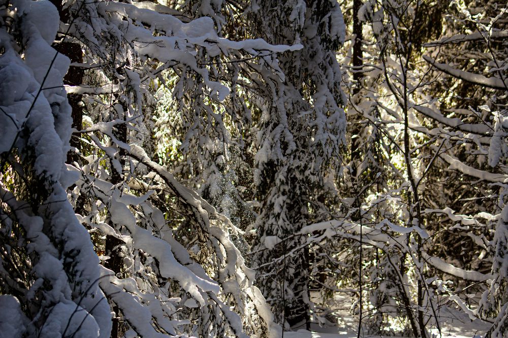 Photograph by Алексей